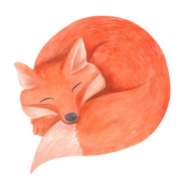 Beyaz üzerine izole edilmiş şirin uyuyan tilkinin suluboya resmi. Çocuk tasarımları, çocuk dekorları, çıkartmaları, tebrik kartları, kırtasiyeler, posterler için saf çizgi film tarzında rahat orman hayvanları tırmanışı.