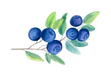 Böğürtlen dalının suluboya çizimi, olgun böğürtlenler ve beyaza izole edilmiş yeşil yapraklar. Sağlıklı gıda tasarımı, ambalajlama, organik markalaşma ve etiketler için el yapımı botanik yaz meyveleri.