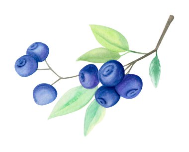 Böğürtlen dalının suluboya çizimi, olgun böğürtlenler ve beyaza izole edilmiş yeşil yapraklar. Sağlıklı gıda tasarımı, ambalajlama, organik markalaşma ve etiketler için el yapımı botanik yaz meyveleri.