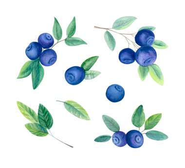 Olgun böğürtlenli ve beyaza izole edilmiş yeşil yapraklı yaban mersini dallarının suluboya çizimi. Sağlıklı gıda tasarımı, ambalajlama, organik markalaşma için el yapımı botanik yaz meyveleri..