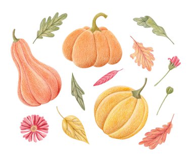 El çizimi balkabağı seti, sonbahar yaprakları ve beyaza izole edilmiş çiçekler. Cadılar Bayramı için sonbahar zirvesi, hasat mevsimi, Şükran Günü dekorasyonu, davetiyeler, tebrik kartları ve mevsimlik tasarımlar..