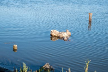 Önünde bir kapı olan büyük bir kemer yolu. Kemer yolu taştan yapılmış ve kapı metalden yapılmış. Gökyüzü açık ve mavi. Villeneuve-les-Maguelone 'da, Fransa' nın güneyinde Herault Bölümü 'nde bir kasaba.