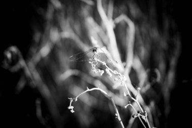 Önünde bir kapı olan büyük bir kemer yolu. Kemer yolu taştan yapılmış ve kapı metalden yapılmış. Gökyüzü açık ve mavi. Villeneuve-les-Maguelone 'da, Fransa' nın güneyinde Herault Bölümü 'nde bir kasaba.