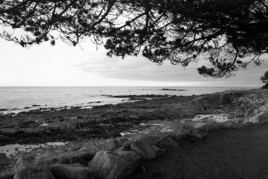 Görüntü, kayalık bir kıyı şeridinin suyun üzerinde bir ağaç dalı olan siyah beyaz bir fotoğrafı. Sakin sular ve ağaç dalı sükunet hissi yaratırken manzara sakin ve huzur dolu. Gavres Yarımadası, Britanya, Fransa