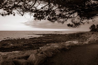Kayalık bir kıyı şeridi ve suyun üzerinde bir ağaç dalı olan bir sahil. Gökyüzü bulutlu ve su sakin. Gavres Yarımadası, Britanya, Fransa