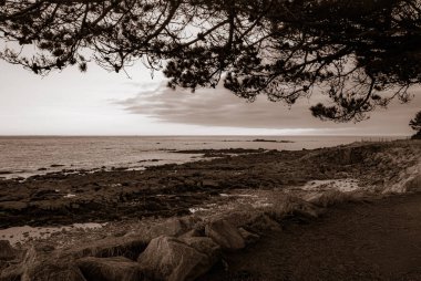 Kayalık bir kıyı şeridi ve arka planda bir ağaç olan bir sahil. Gökyüzü bulutlu ve su sakin. Gavres Yarımadası, Britanya, Fransa