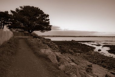 Bir patika kayalık sahildeki bir ağaca çıkar. Gökyüzü bulutlu ve su sakin. Gavres Yarımadası, Britanya, Fransa