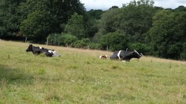 Siyah beyaz Holstein süt ineklerinin ormandaki yemyeşil çim tarlasında huzur içinde otladığı 4K yavaş çekim videosu. Sığırlara, çiftçiliğe ve sakin kırsal alanlara odaklanın..