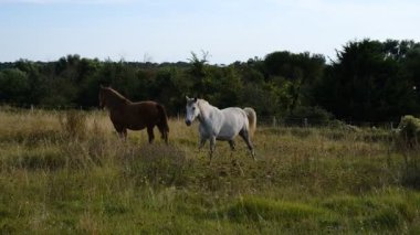 4K sabitlenmiş bir video, biri kahverengi diğeri beyaz, verimli bir yaz tarlasında huzur içinde otlayan iki atı gösteriyor. Çiftlik hayvanlarına ve kırsal alanlara odaklanın..