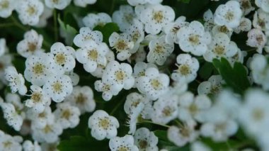 4K makro video beyaz bahar çiçeklerinin ayrıntılı bir çiçek deseni oluşturduğunu gösteriyor. Çiçekler hafif bir esintide hafifçe sallanır. Botanik, ekoloji ve doğal temalar için mükemmel bir yakın çekim..