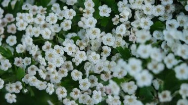 4K makro video tam çerçeveyi kaplayan sayısız beyaz çiçekleri gösteriyor. Çiçekler hafif bir bahar esintisinde hafifçe sallanır. Botanik, ekoloji ve doğal temalar için mükemmel bir geçmiş..