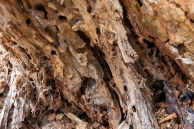 İçinde delikler olan bir ağaç gövdesinin yakın çekimi. Delikleri böcekler yapıyor. Görüntünün ürkütücü ve ürkütücü bir havası var.
