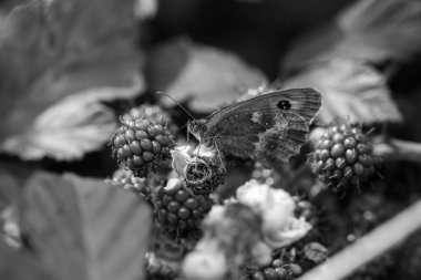 Çalının üzerinde böğürtlenli bir kelebeğin siyah beyaz fotoğrafı. Sahne huzurlu ve huzurlu, çünkü sahnede yaşayan tek canlı kelebektir.