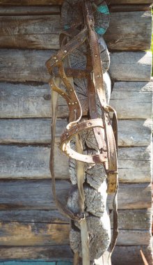 Ahşap bir duvarda asılı deri at dizginleri ve parçaları..