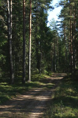 Güneşli bir günde, her iki tarafında köknar ve çam ağaçları olan ormanda bir patika.