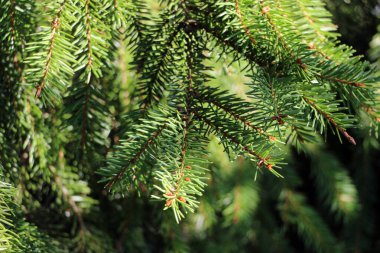 Firavun gün ışığında arka planda dallar