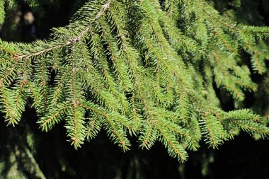 Firavun gün ışığında arka planda dallar