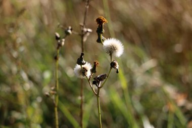 Bulanık bir arka planda çayırda sonbahar bitkileri