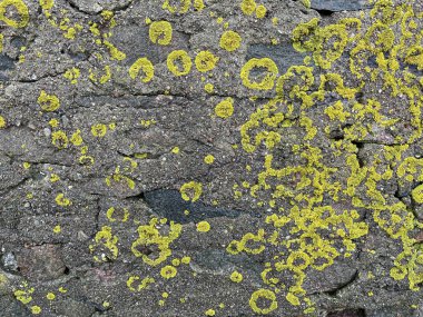 Yaşlanmış, koyu gri bir taş ya da beton yüzey geniş bir şekilde canlı, açık yeşil liken ile kaplıdır, organik desenler ve halkalar oluşturur..