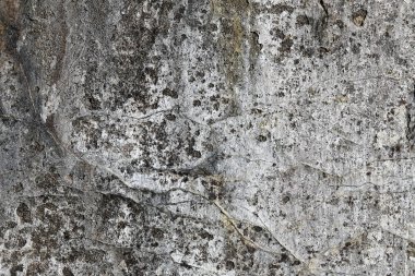 Görünür çatlaklar ve renk bozulmalarıyla yaşlanmış beton yüzey, tasarım, mimari veya kentsel temalı görseller için ideal, cesur ve dokulu bir arka plan sunuyor.