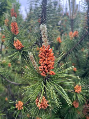 Canlı turuncu polen konileri ve yeşil iğnelerle bir çam ağacının dalına yakın çekim yaparak yumuşak, bulanık doğal bir arka plana karşı yeni gelişimin detaylarını vurguluyor..