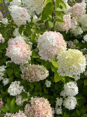 Beyaz ve soluk pembe tonlarında, yemyeşil yapraklarla çevrili büyük ortanca demeti doğal ışıkta yumuşak ve zarif bir çiçek demeti oluşturur..