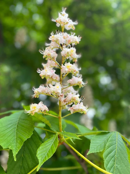 Bir at kestane ağacı çiçek kümesine yakın çekim. Hassas pembe ve beyaz çiçekler ve geniş yeşil yapraklar, bulanık doğal bir arkaplan üzerine kurulmuş..