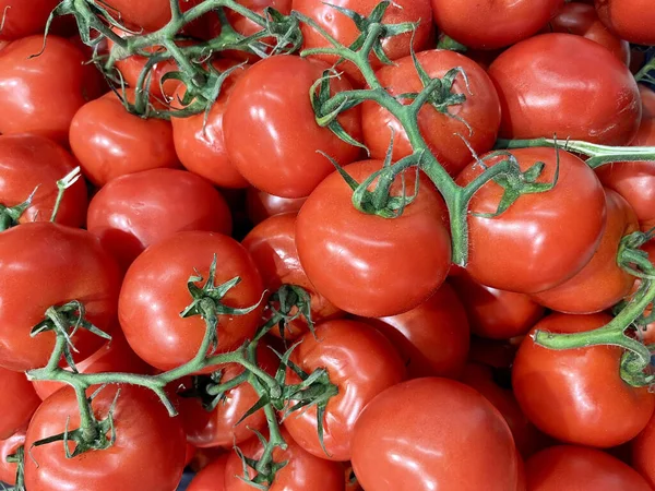 Sarmaşıkta canlı, olgun kırmızı domatesler, bir araya toplanmış taze ve zengin renkler sergiliyorlar. Yemek, yemek ve sağlıklı yeme kavramları için idealdir..
