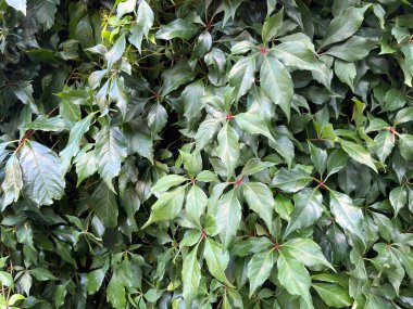 Parlak yapraklı ve kırmızı saplı sarmaşıkların yoğun yeşil yaprakları doğal dokulu bir zemin oluşturur..