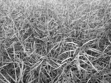 Kuru, karışık dallardan ve tek renkli dallardan oluşan yoğun bir ağ, soyut ya da doğa temalı arka planlar için kaotik ve dokulu bir doğal model oluşturur..