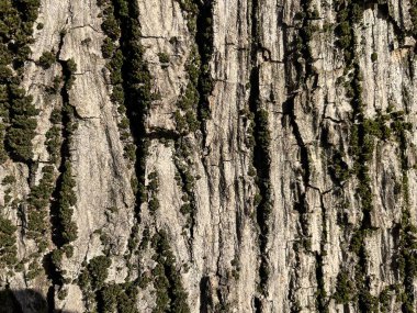 Dikey oyukları ve yeşil yosun yamaları olan sert ağaç kabuklarının yakın çekimi, açık bir ormanda doğal dokuları ve organik desenleri vurguluyor.