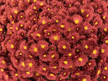 Cluster of vibrant red chrysanthemums with bright yellow centers, creating a dense floral pattern and rich autumn color palette.