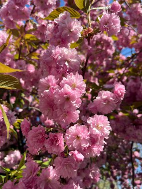 Pembe kiraz çiçeklerinin tam çiçek açması katmanlı yapraklar ve yeşil yapraklar, parlak mavi gökyüzüne karşı kurulmuş, canlı bahar güzelliğini yakalıyor..