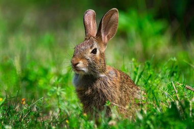 Yazın çayırda oturan pamuk kuyruklu tavşan çok kararlı görünüyor..