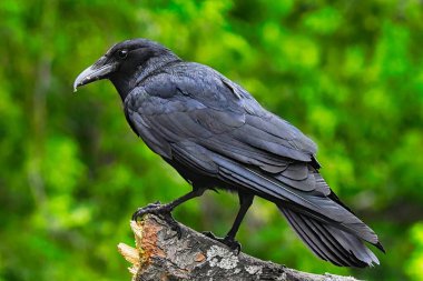 Amerikan kargası, yakın plan görüntü, profil içinde bir kütüğe tünemiş, parlak güneş ışığı görüntüsü.