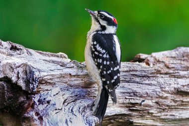 Erkek bir Downy ağaçkakanı bir kütüğe tünemiş, yakın plan görüntü.