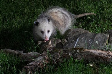 Genç keseli sıçan gece doğal ortamında yiyecek arıyor. Görüntüyü kapat..