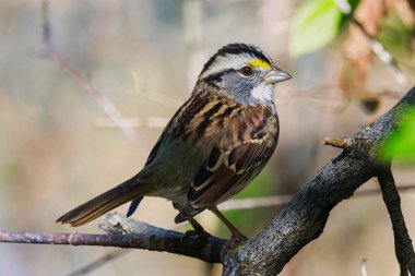 Doğal ortamında beyaz boğazlı bir serçe, görüntüyü kapat..