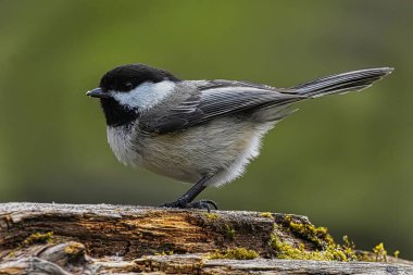 Siyah başlıklı bir tavuk kütüğün üzerine tünemiş, yakın plan resmi, profil resmi.