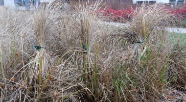 Kış için hazırlanmış, yeşil kravatlarla bezenmiş, uzun otlar. Sahnede kuru yeşillikler, kahverengi tonlar ve arka planda bir şehir bahçesine ait ipuçları var..