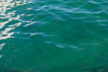 Açık yeşil su yüzeyinde hafif dalgaların altında küçük balıklar görülebilir. Doğal ışık suya yansıyarak yumuşak röfleler ve sıvı desenler yaratır. Kompozisyonda şeffaflık, hareket ve sakin doğal dokular vurgulanıyor.