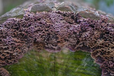 Kesik bir ağaç kütüğünün kenarında büyüyen mor ve kahverengi mantarların yakın çekimi. Katmanlı formlar ve dalgalı kenarlar yoğun bir organik doku oluşturur. Yumuşak doğal ışık, yıpranmış ahşaba karşı mantar büyümesini vurguluyor.