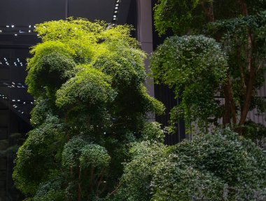 Yoğun yuvarlak taçlı birkaç süs ağacı modern bir iç mekanda yetişir. Parlak yeşil yapraklar, yapay tavan aydınlatması altındaki koyu renk biçimle çelişiyor. Kompozisyonda geometrik bitki şekilleri vurgulanıyor.