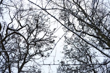 Karla iç içe geçmiş çıplak ağaç dallarının yukarıdan görünüşü. Solgun bulutlu gökyüzü arkaplanı doldurarak, karanlık çizgilerden oluşan bir grafik ağı oluşturuyor. Minimum kış paleti ve doğal dokular kompozisyona hakim..