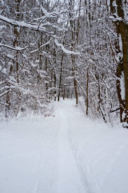 Taze karla kaplı bir kış ormanı boyunca dar bir patika. Yol boyunca, çıplak ağaçlar ve karla kaplı dallarla çerçevelenmiş bir işaret direği duruyor. Yumuşak doğal ışık ve güçlü lider çizgiler derinlik yaratır..