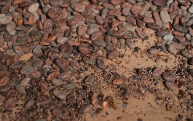 Düz bir yüzeyde duran kakao çekirdekleri ve parçalanmış kabukların yakın çekimi. Fasulyelerin boyutları ve koyu kahverengi gölgeleri farklıdır ve aralarında küçük kabuk parçaları bulunur. Yumuşak odaklı ışıklandırma doğal dokuyu ve dünyevi renk paletini güçlendirir.