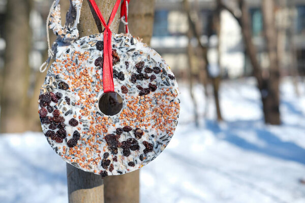Close-up of a circular seed bird feeder attached to a tree with a red ribbon. Mixed grains and dried berries form a textured surface. Snowy background and bare trees create a winter atmosphere. Strong sunlight and clear focus on foreground details.