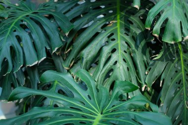 Close-up composition of overlapping tropical leaves with visible wear on edges. Deep green hues and detailed textures create a rich natural pattern. Soft lighting enhances depth and contrast between layers. The frame feels dense and tactile.