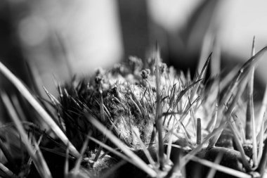 Siyah beyaz arkaplanda kaktüs dikeni