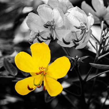 Arka planda güzel çiçekler